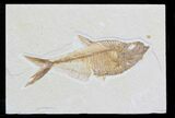 Detailed Diplomystus Fish Fossil From Wyoming #32739-1